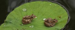 人工养殖的青蛙吃什么，