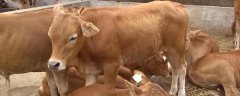 肉牛短期育肥技术，肉牛