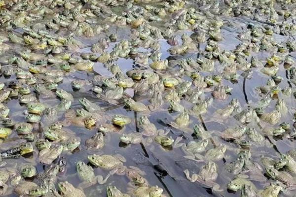 养殖牛蛙有什么危害，会对水域环境造成严重的污染