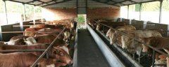 肉牛养殖技术，定期对牛