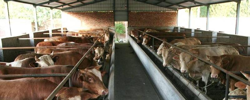 肉牛养殖技术，定期对牛棚和牛做消毒与驱虫工作