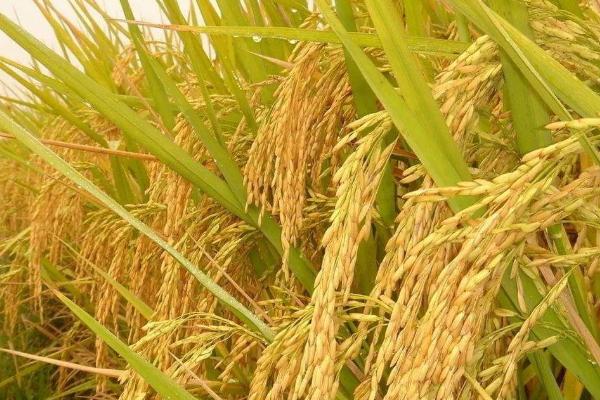荃两优丝苗水稻种子介绍，一般5月上中旬播种