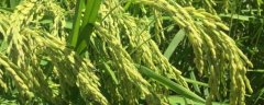 <strong>水稻灌浆期如何管理水层</strong>