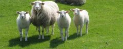 一亩地养多少只羊，羊适