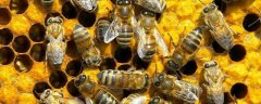 蜜蜂养殖需要哪些蜂具，蜂扫和摇蜜机的主要作
