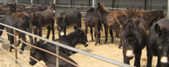 肉驴养殖技术，附养殖场
