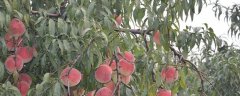 桃树常见病害症状及防治