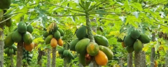木瓜高产种植技术要点，