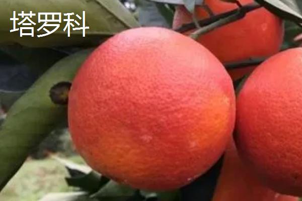 血橙的品种介绍，以果肉酷似鲜血的颜色而得名