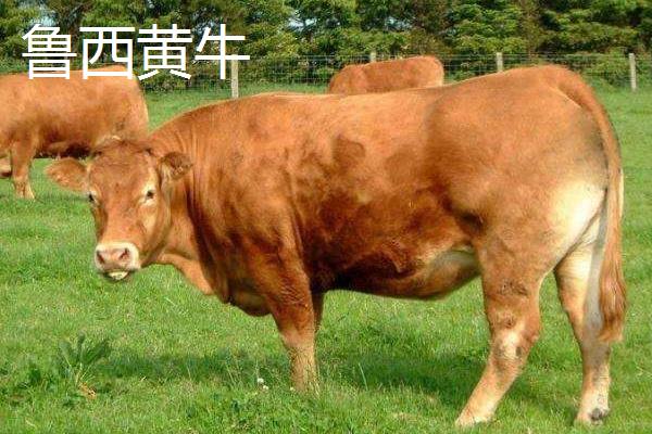 肉牛的品种都有哪些