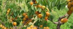 杏树的花期，预防冻害的