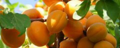 杏树可以和什么树嫁接？