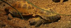 陆龟的养殖方法，生长期