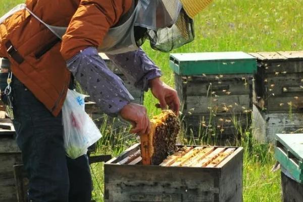 如何治蜂螨不伤蜂