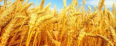 小麦的高产种植技术？小