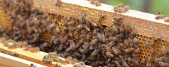 怎样自制蜜蜂饲料，关于