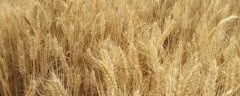 如何防治小麦播种期的病