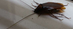 蟑螂有什么害怕的动植物