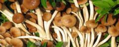 茶树菇的生长条件有哪些
