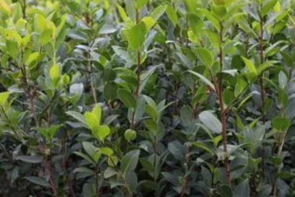 油茶树苗什么时候种植好，秋栽为宜