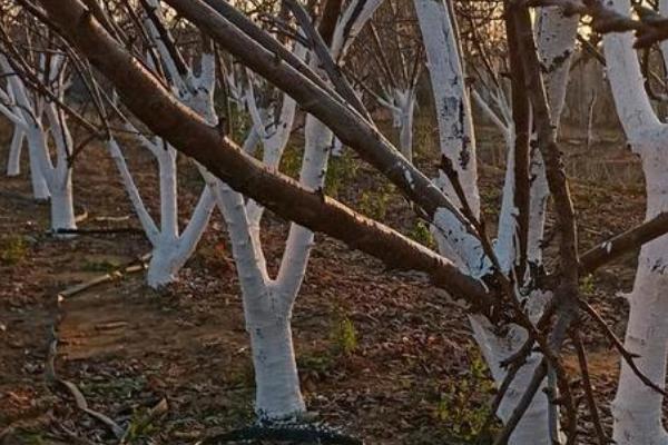 樱桃树冬天防寒措施，可对主干捆绑一定厚度的干草