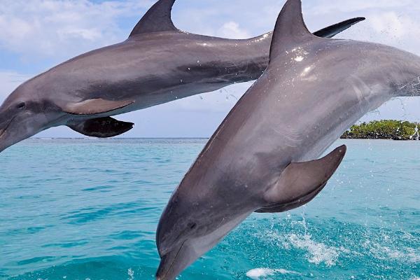 海豚生活在哪里，热带地区的海域之中分布比较多