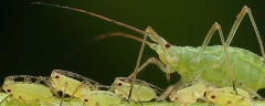 蚜虫有哪些天敌？有什么