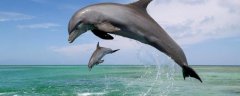 <b>海豚有没有毒，有毒但主要集中在内脏和血液中</b>