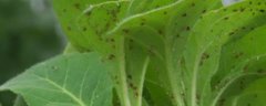 油菜蚜虫防治方式，苗期