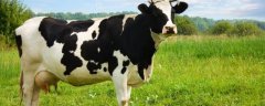 一头奶牛一年的养殖成本