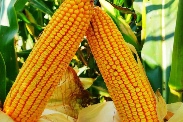 中禾701玉米种子特征特性，中抗纹枯病