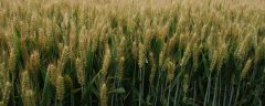 小麦百农矮抗58的特征特性