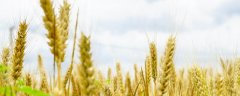 如何辨别小麦是否需要灌