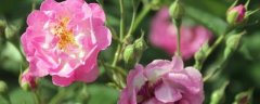 蔷薇花养殖方法和注意事