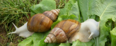 白玉蜗牛水和饲料选择，饲料包括精料和青绿