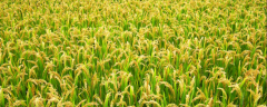 水稻怎样提高产量？水稻