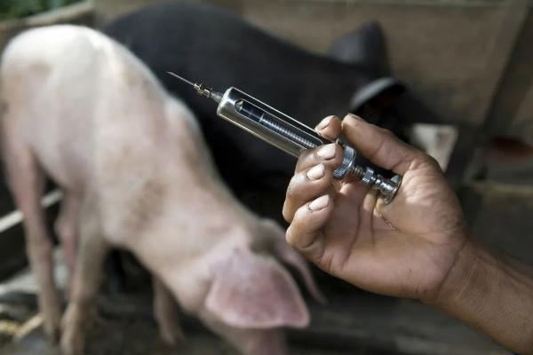 母猪细小病毒疫苗的注射用量