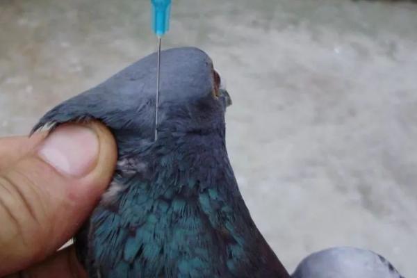养鸽子能否不打疫苗，一般需要定期注射