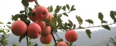苹果树干腐病有哪些症状