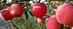 盆栽苹果树结果需要几年