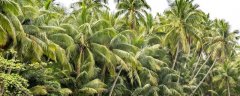 椰子树种植方法，附种植