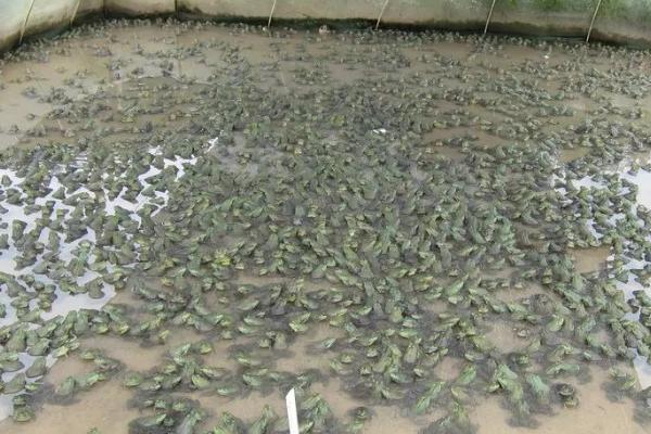 养殖牛蛙有什么危害，会对水域环境造成严重的污染