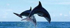 海豚是什么动物类型？用什么呼吸？尾巴有作用