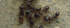 <b>蚂蚁用什么农药，防范蚂蚁的措施</b>