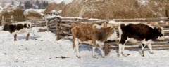 牛在冬季应该怎么驱虫，