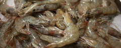 <b>海虾能不能生吃，有什么选择海虾的方法</b>
