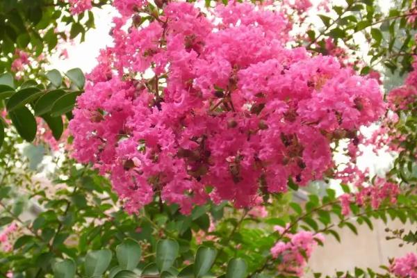 种紫薇树的风水禁忌