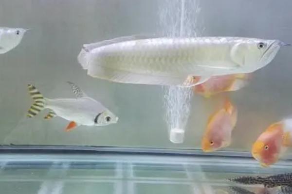 银龙鱼怎么繁殖，人工繁殖或自然配对繁殖