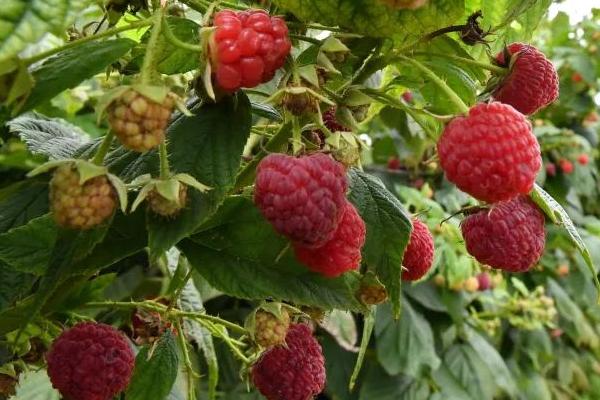 树莓怎么施肥和灌水，4月上旬可追施氮肥