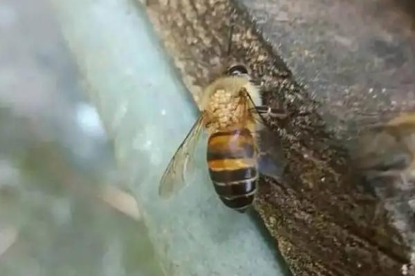 如何治蜂螨不伤蜂